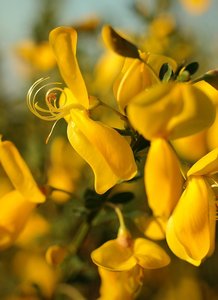Gorse & Thistle