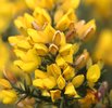 Gorse & Thistle