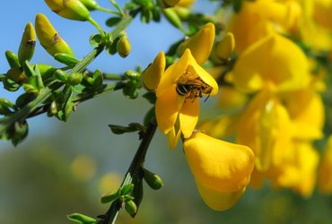 Gorse & Thistle