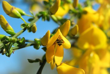 Gorse & Thistle