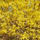 Gorse & Thistle