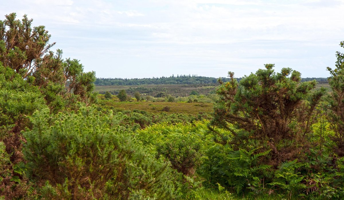 Gorse & Thistle