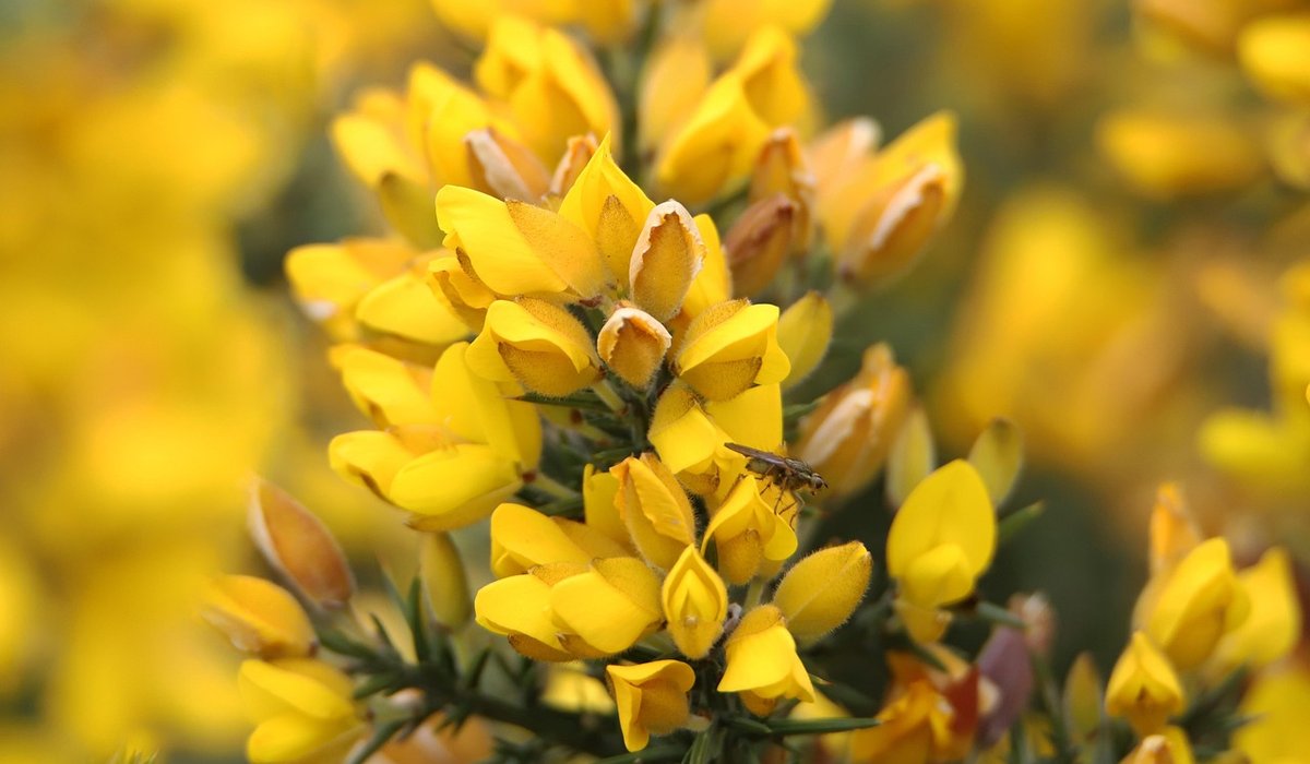 Gorse & Thistle
