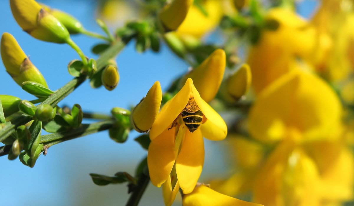 Gorse & Thistle