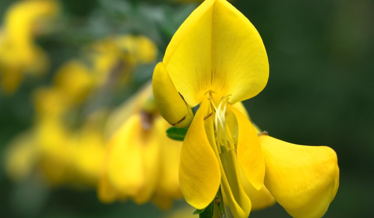 Gorse & Thistle